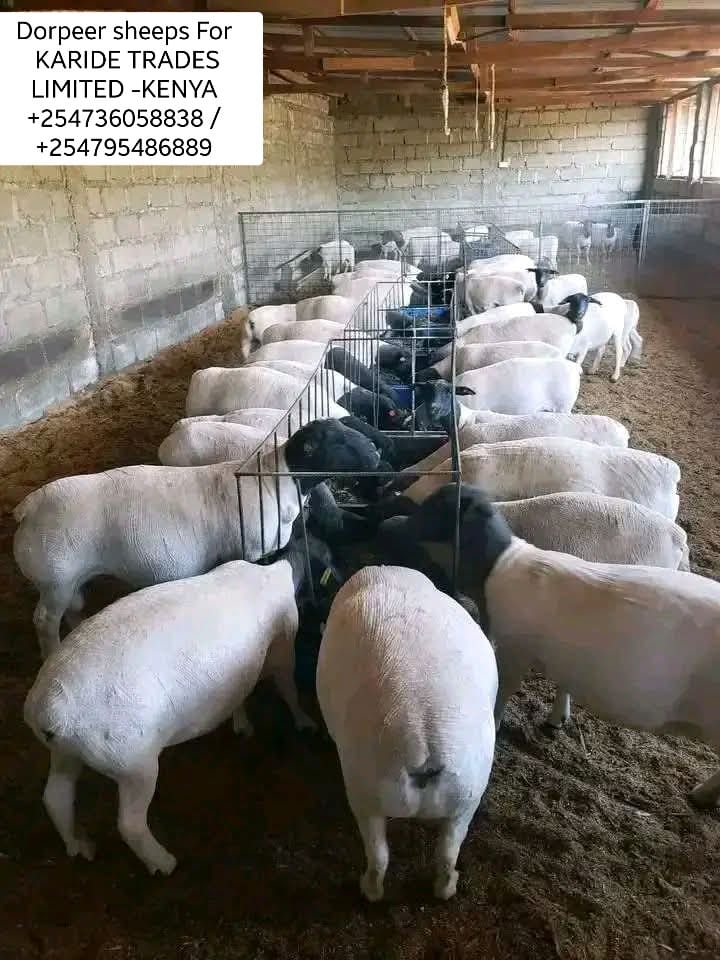 whatsapp image 2026 01 28 at 11.15.50 pm