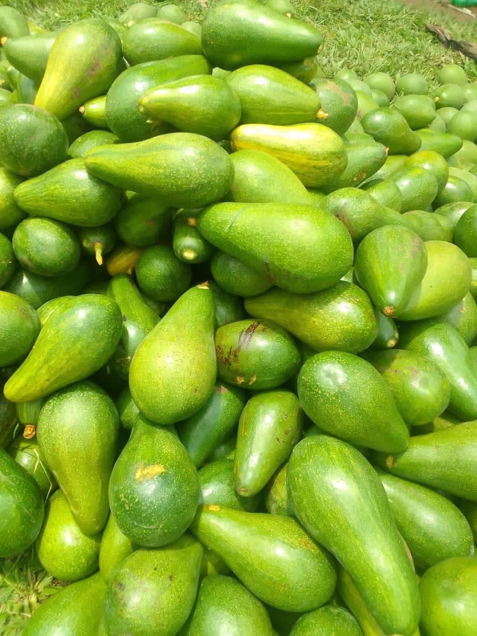 whatsapp image 2026 01 29 at 12.52.34 am (1)